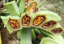 Musim Hujan Picu Penyebaran Penyakit Tanaman Darah Pisang